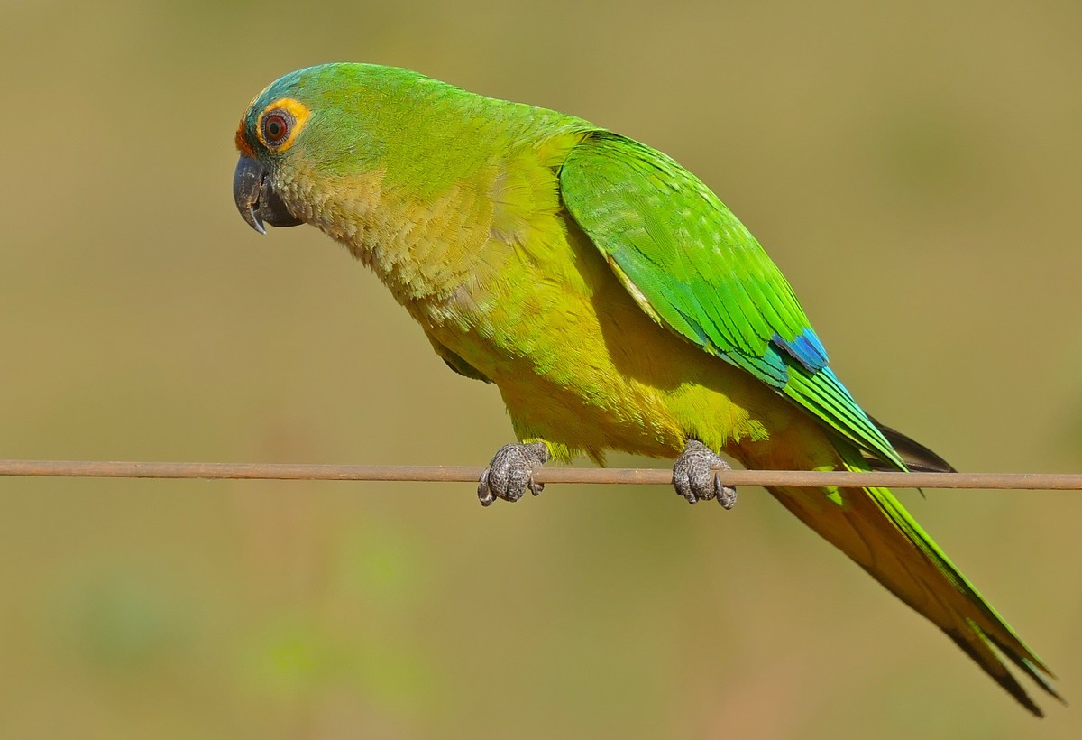 Aratinga zlatočelá - Aratinga aurea